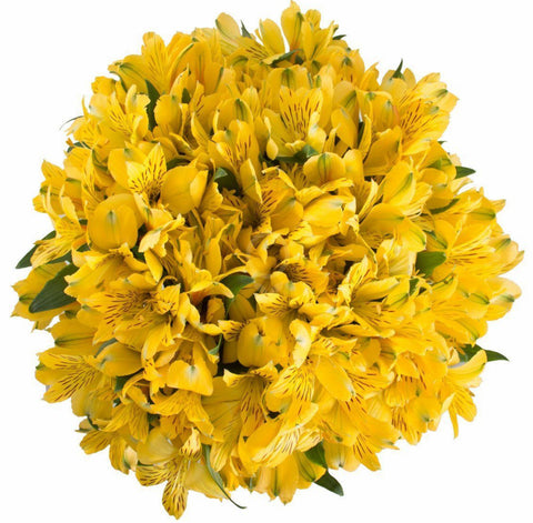 Yellow Alstroemeria