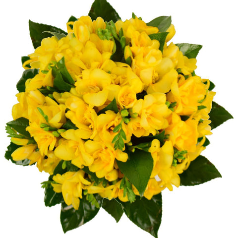 A bouquet of yellow freesia flowers