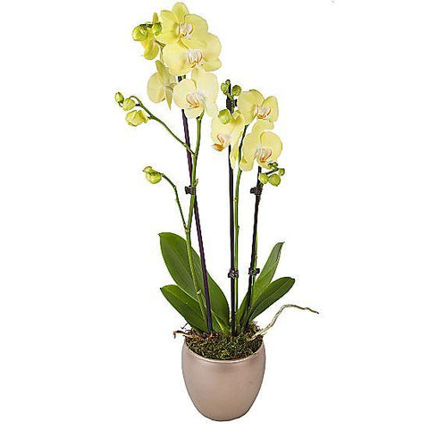 Yellow Phalenopsis Orchids Ceramic Pot