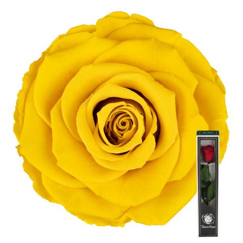 Yellow Preserved Rose Stems - Flowers Box London
