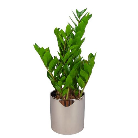 Zamioculcas zamiifolia 75cm