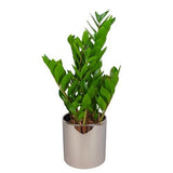 Zamioculcas Zamiifolia In Ceramic Pot - Flowers Box London
